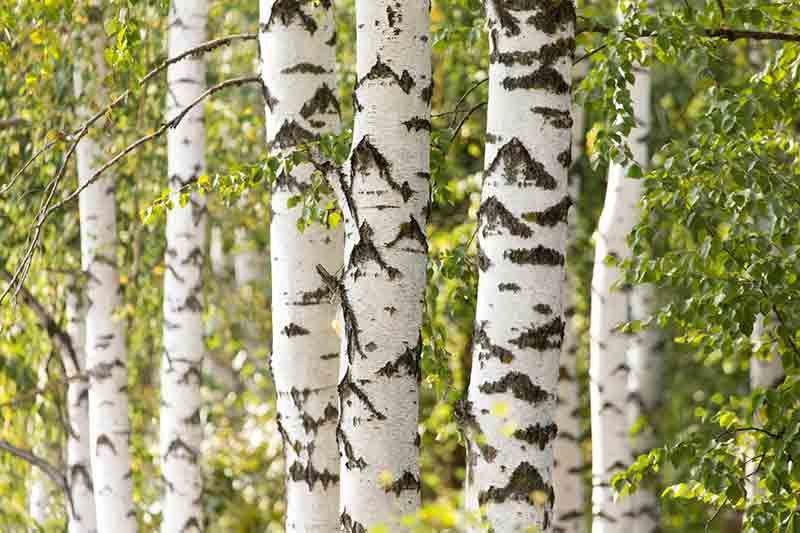 Abedul, abedul blanco, Betula alba