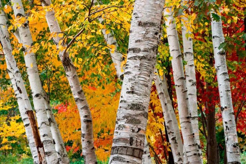 Abedul de las canoas, Betula papyrifera