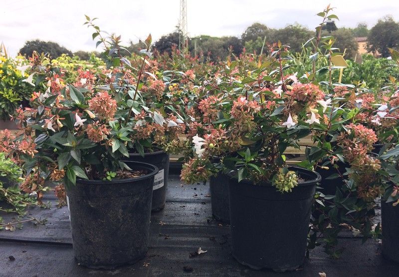 Abelia    Abelia X grandiflora