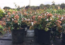 Abelia    Abelia X grandiflora