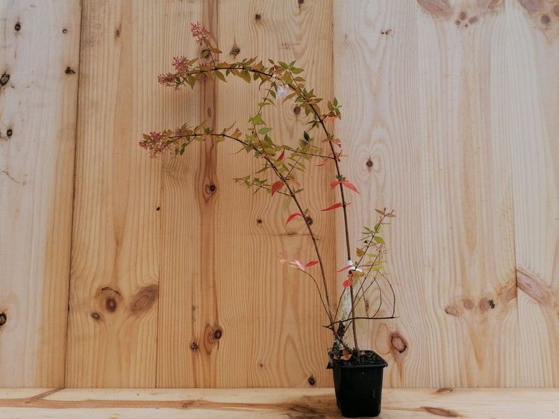 Abelia amarilla, Abelia x grandiflora Goldsport