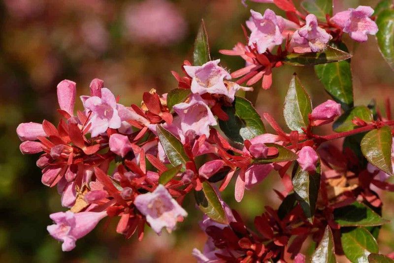 Abelia edward "Goucher"