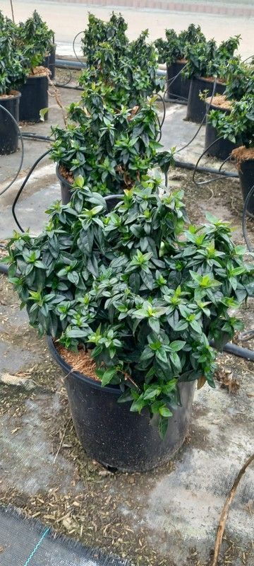 ABELIA EDWARD GOUCHER