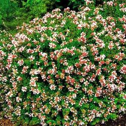 Abelia Grandiflora