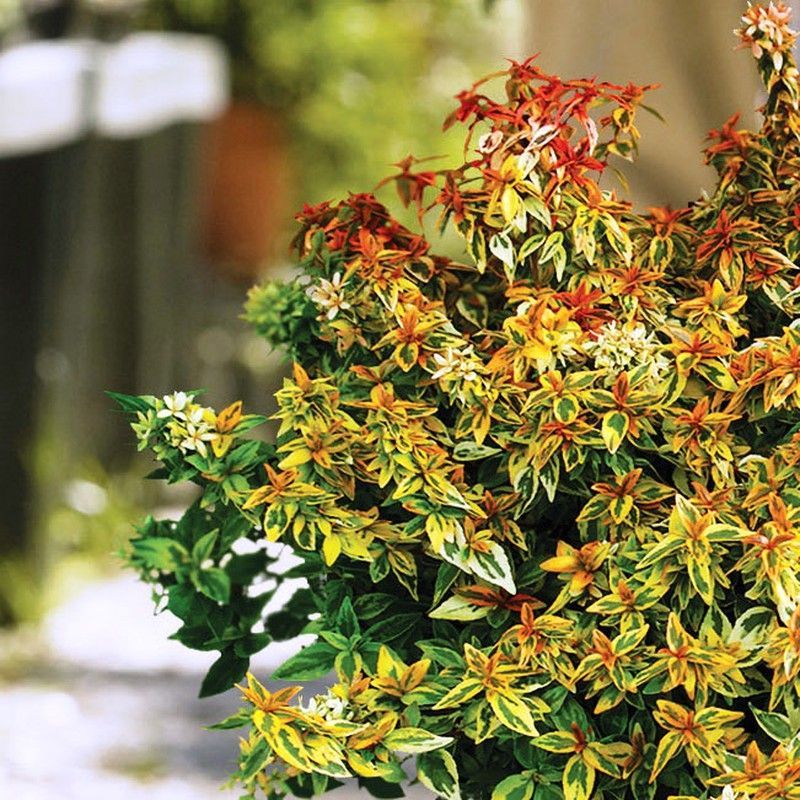 Abelia Grandiflora Kalidoscope