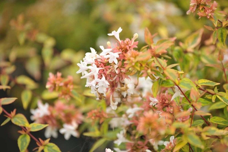 Abelia kaleidoscope