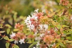 Abelia kaleidoscope