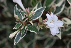 Abelia variegata, abelia variegada