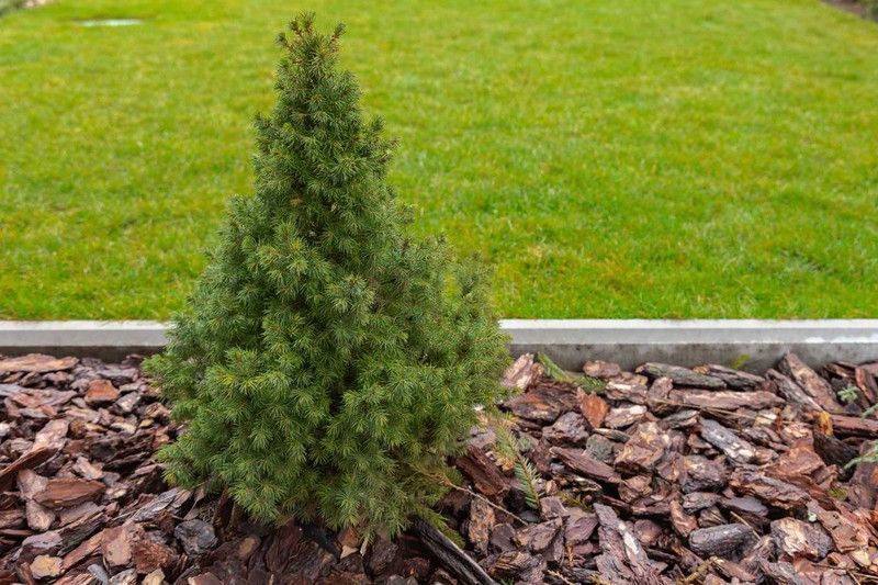 Abeto blanco, Picea glauca "Conica"