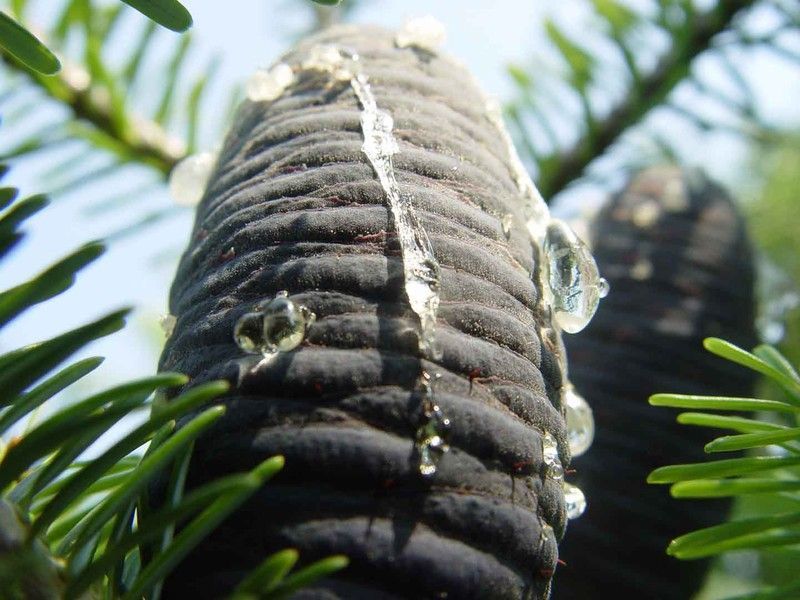 Abeto de corea en formato económico, Abies koreana.