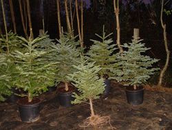 Abeto de navidad en maceta, altura 80/100 cm. Abies nordmanniana