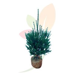 Abies excelsa con cepellon, Arbol de Navidad