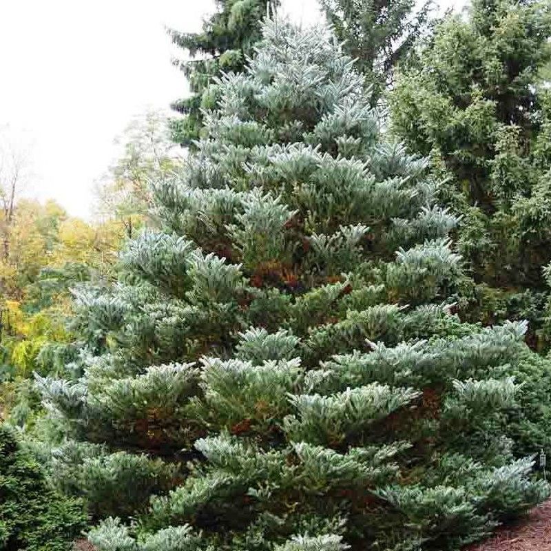 Abies Koreana Silbelocke