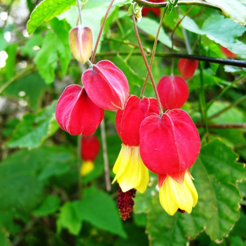 Abutilon Megapotamicum Caja 6 uds.