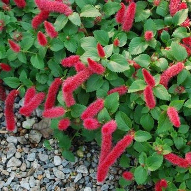 Acalypha Reptans Caja 6 uds.