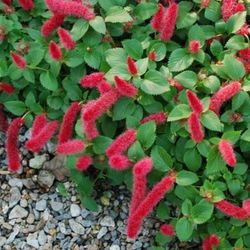 Acalypha Reptans Caja 6 uds.