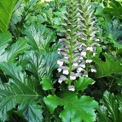 Acanthus Mollis