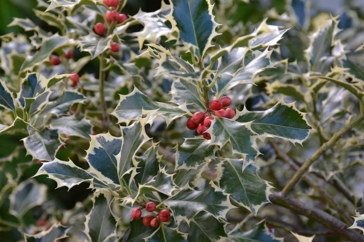 Acebo variegado - Ilex aquifolium "Silver queen"