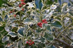 Acebo variegado - Ilex aquifolium "Silver queen"