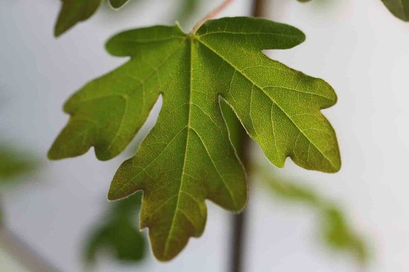 Acer campestre - Arce campestre, arce común.