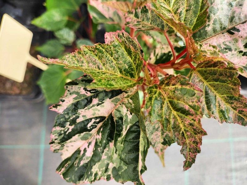 Acer conspicuum Red flamingo