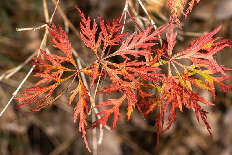 Acer dissectum Orangeola