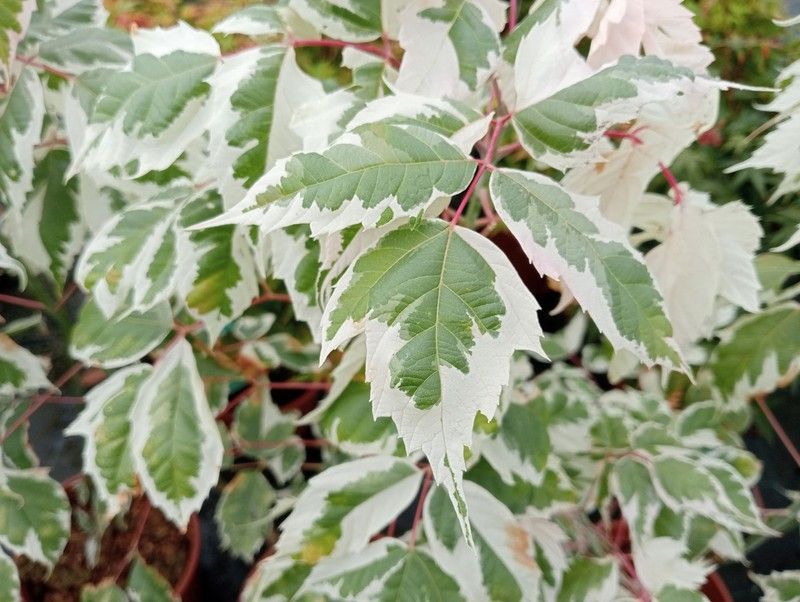 Acer negundo "Flamingo"