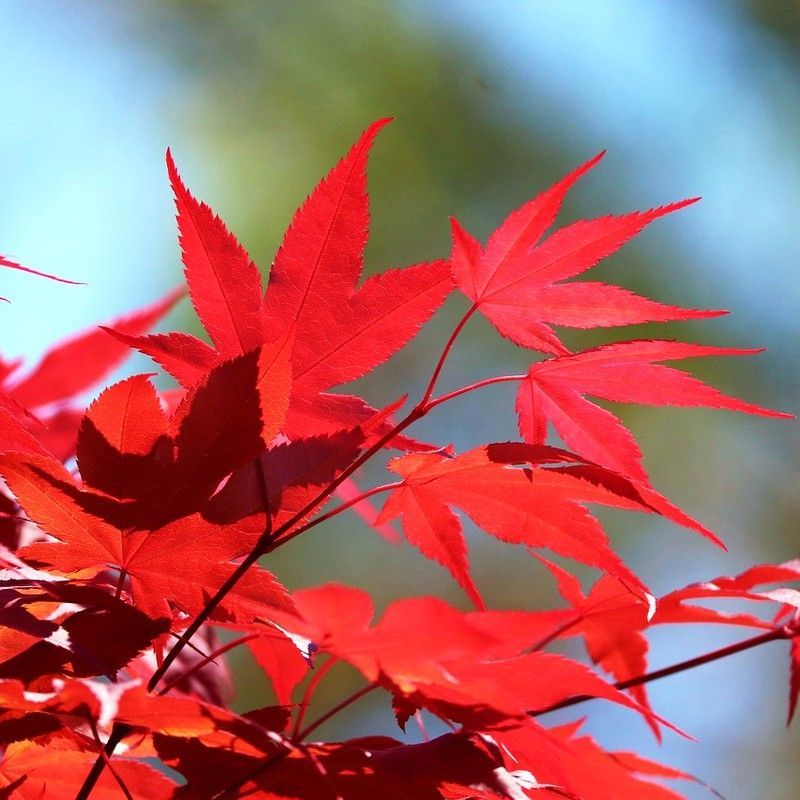 Acer Palmatum