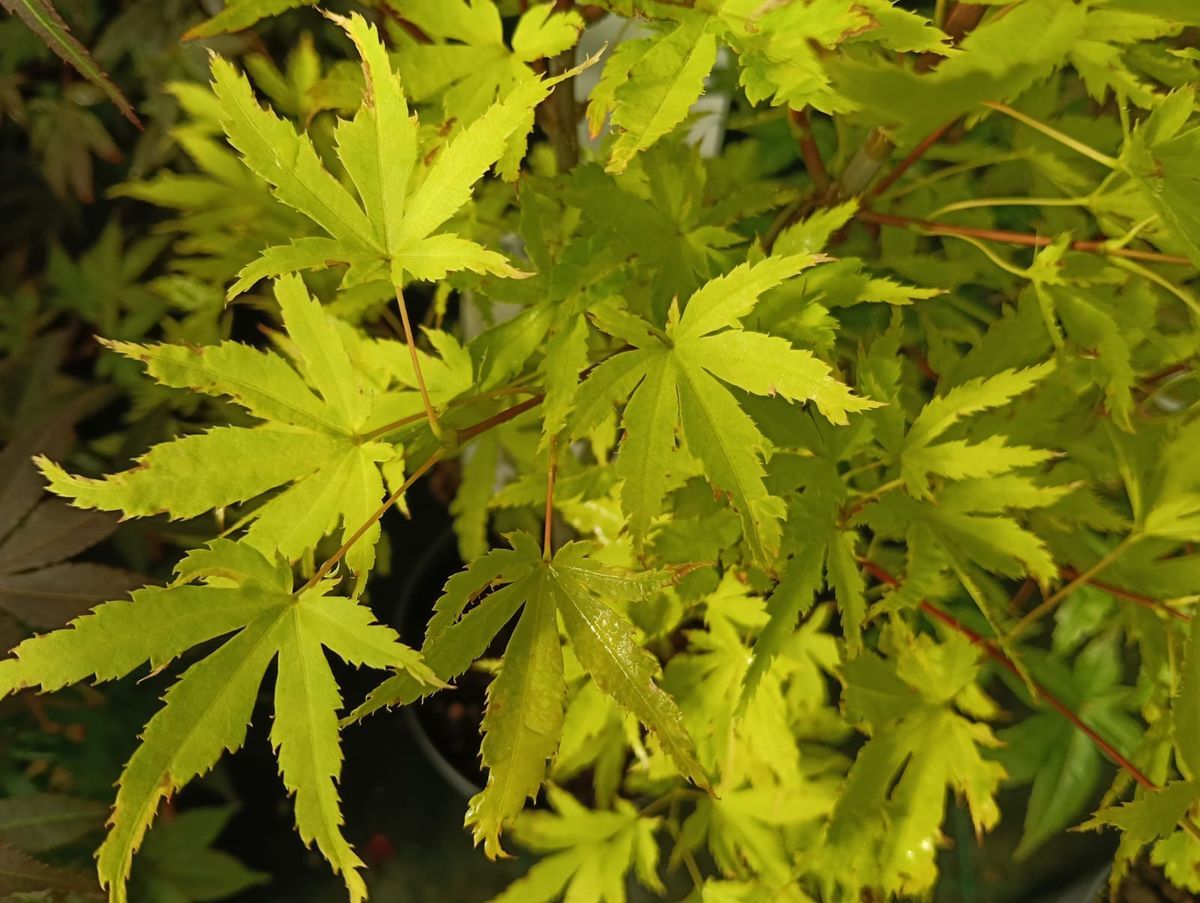 Acer palmatum "Anne Irene"