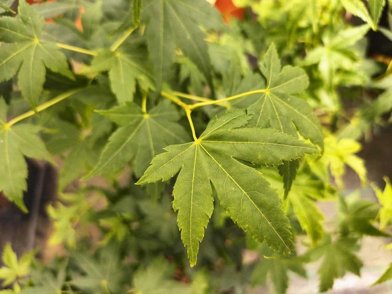 Acer palmatum Aoyagi