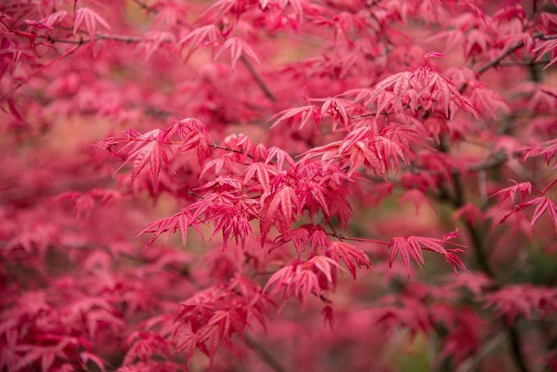 Acer palmatum "Atropurpureum" arce rojo de semilla