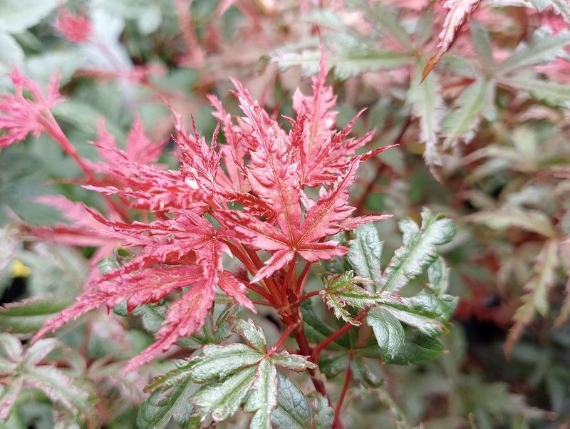 Acer palmatum "Beni komachi", arce japonés.