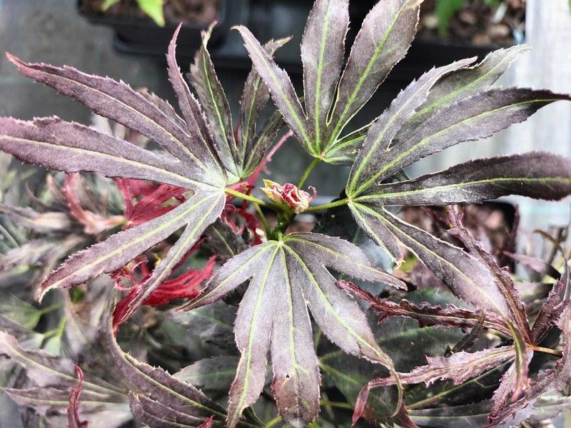 Acer palmatum "Beni shi en", Arce japonés Beni shi en