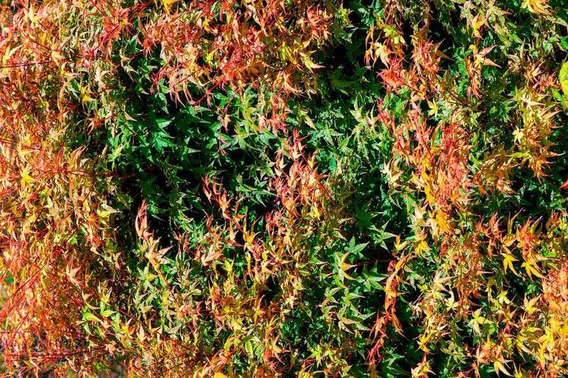 Acer palmatum "Beni tsukasa"