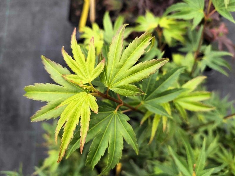 Acer palmatum "Coonara pygmy"