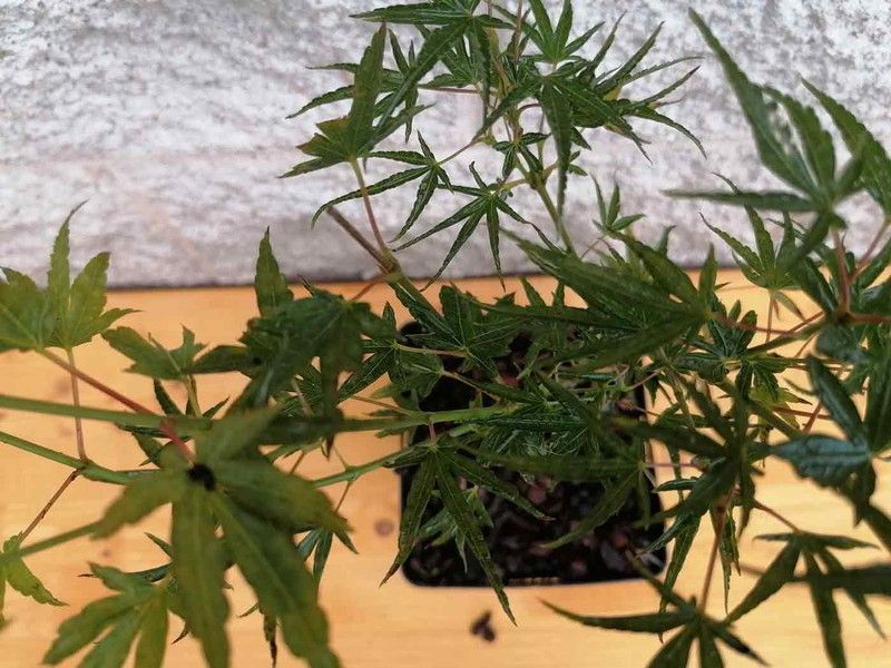 Acer palmatum Crippsii, Arce japonés Crippsii