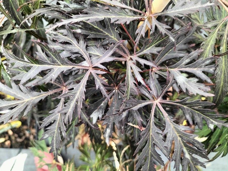 Acer palmatum Dissectum nigrum