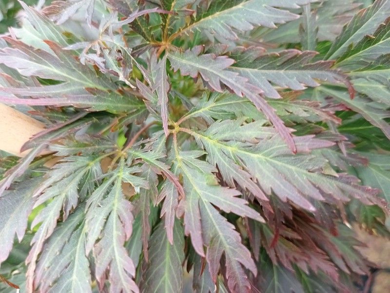 Acer palmatum dissectum "Tamukeyama"