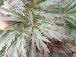 Acer palmatum dissectum "Tamukeyama"