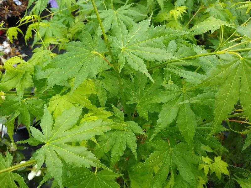 Acer palmatum "Going green", arce japonés