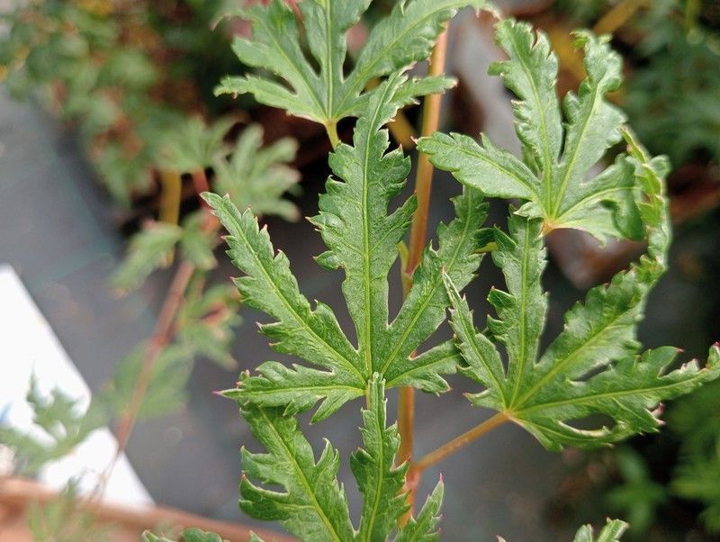 Acer palmatum "Higasa Yama broom"