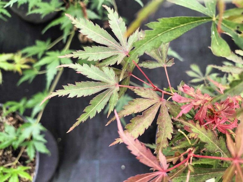 Acer palmatum Jerre Schwartz