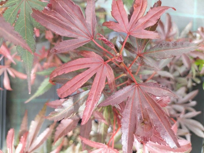 Acer palmatum Kandy Kitchen