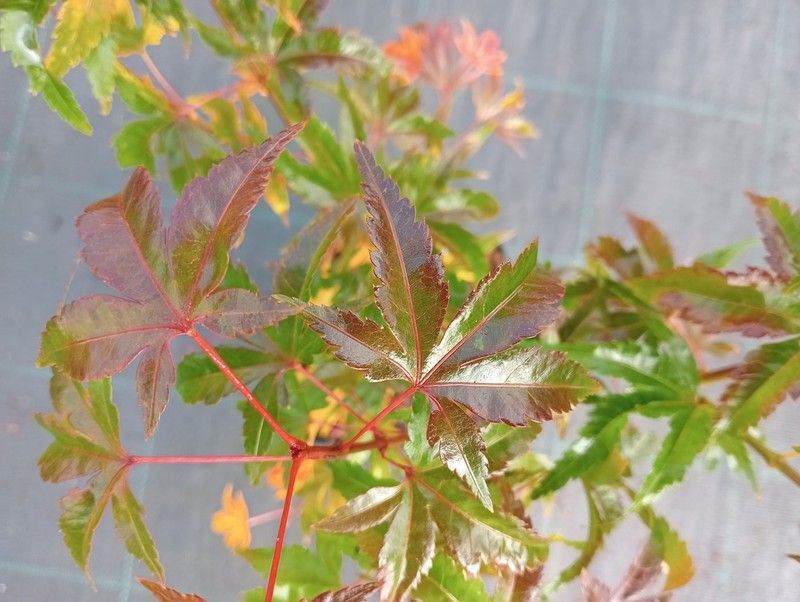 Acer palmatum "Ki hachijo"