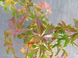 Acer palmatum "Ki hachijo"