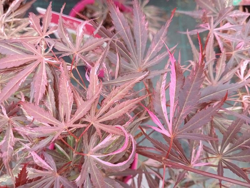 Acer palmatum "Lilee anne's jewel" - "Extravaganza"