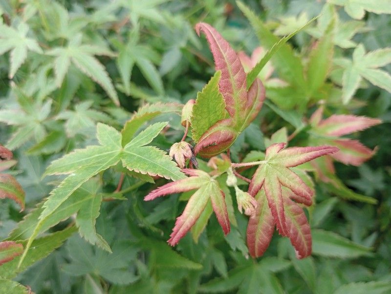 Acer palmatum "Little princess"