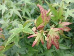 Acer palmatum "Little princess"