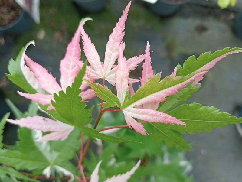 Acer palmatum "Oridono nishiki"