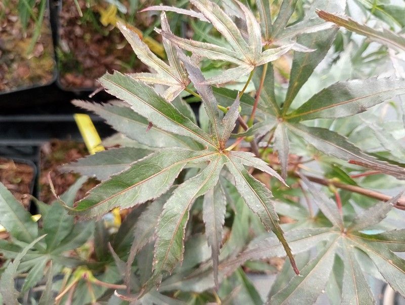 Acer palmatum "Peve dave"